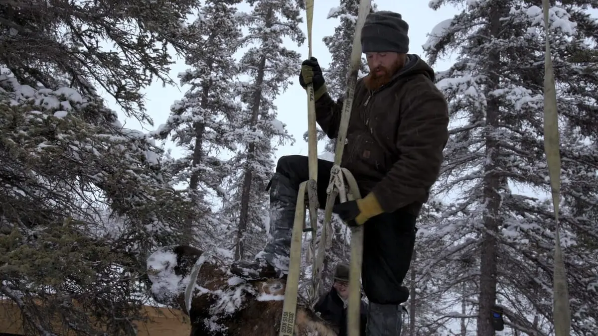 Alaska : nouvelle vie Poids mort