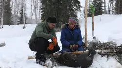 Alaska : nouvelle vie  Festin ou famine