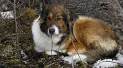 Alaska : nouvelle vie  Dernière ligne droite