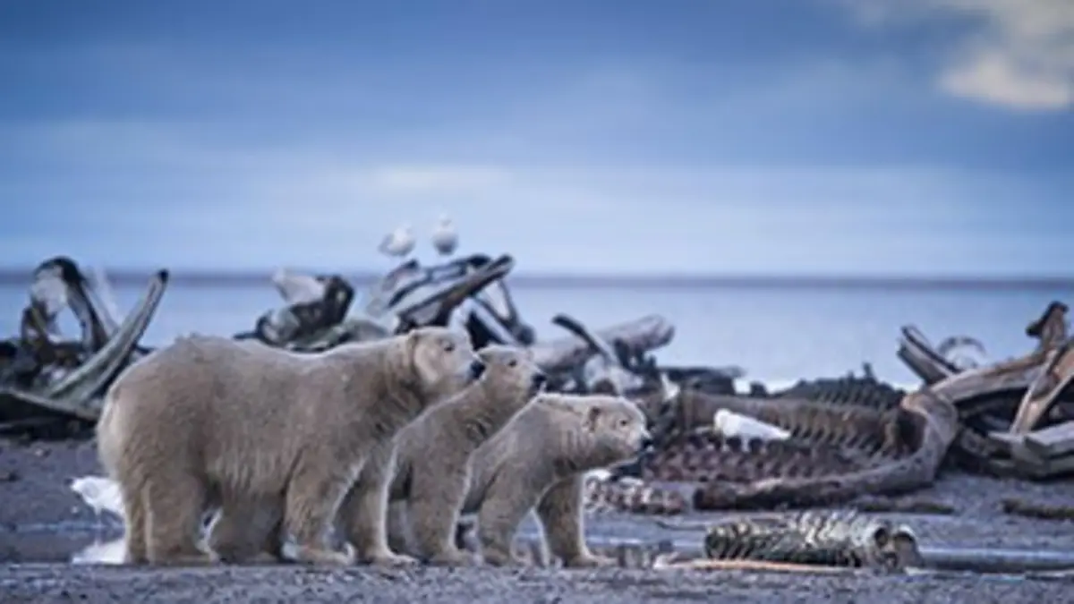 Alaska sauvage S01E01 Les défis de l'hiver