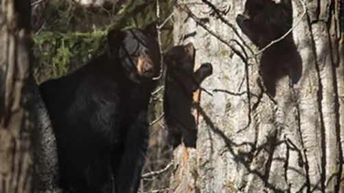 Alaska sauvage S01E02 Le réveil de la nature
