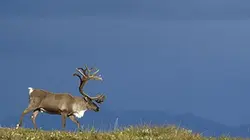 Visuel de Alaska sauvage