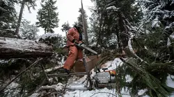 Alaska : seuls au monde Le cri du loup