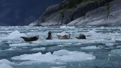 Alaska : seuls au monde Tous ensemble