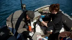 Alaska : seuls au monde Système D en streaming