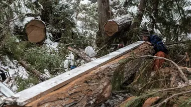 Alaska : seuls au monde Entre mer et loups