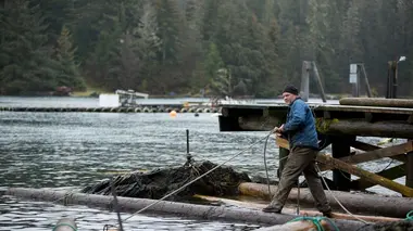 Alaska : seuls au monde Gare aux prédateurs