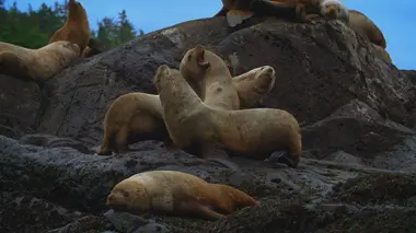 Alaska : seuls au monde La douceur du foyer