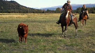 Bétail contre prédateurs