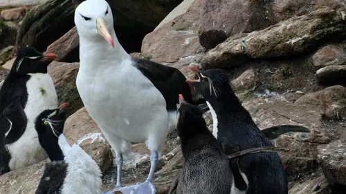 Albatros et gorfou : une fable australe