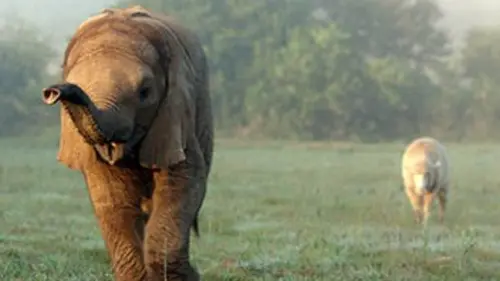 Albert le mouton et l'éléphant