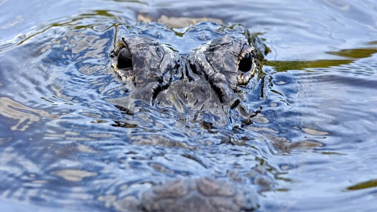 Alerte aux alligators