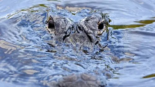 Alerte aux alligators