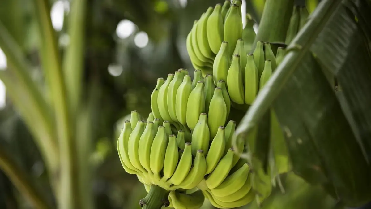 Alerte aux frontières en Amérique Latine S01E07 Bananes en fuite