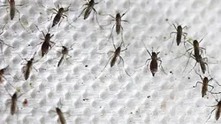 Visuel de Alerte aux moustiques