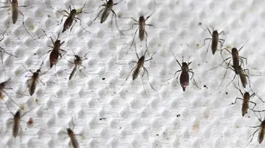 Alerte aux moustiques
