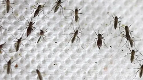 Alerte aux moustiques