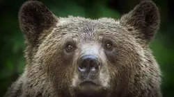 Alerte aux ours en Transylvanie