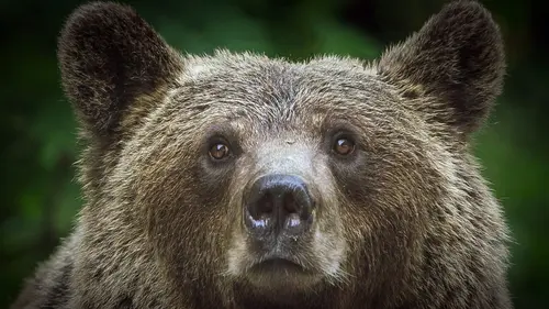 Alerte aux ours en Transylvanie