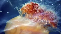 Visuel de Alerte, méduses géantes !