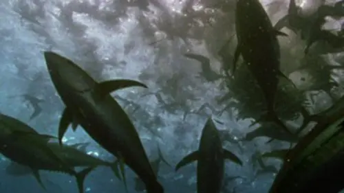 Alerte rouge sur le thon