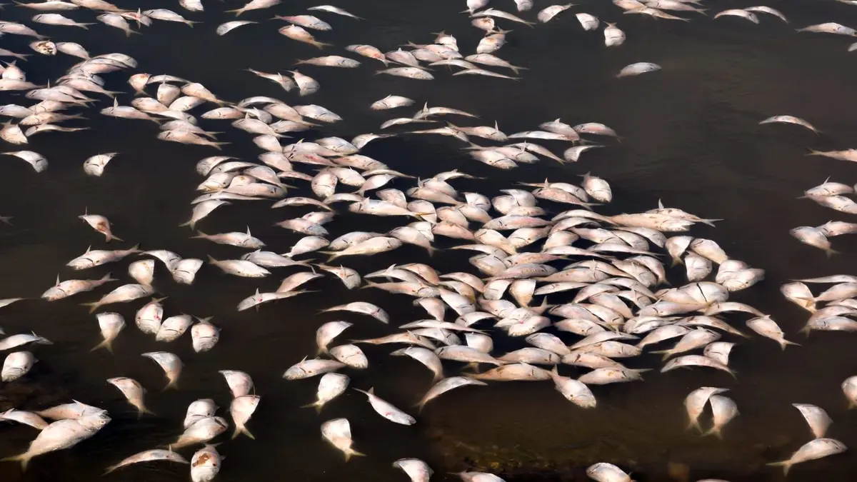 Alien Highway Meurtre dans la prairie