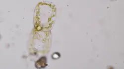 Alien Theory L'origine des épidémies