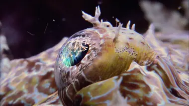 Alien Theory Le mystère des créatures sous-marines