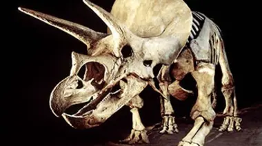 Alien Theory S04E10 Le mystère du stégosaure