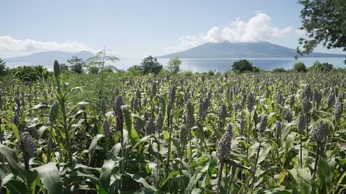 Alimentation : l'avenir en céréales ? Philippines et Indonésie