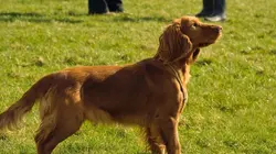 All Creatures Great and Small S02E01 Là où est le coeur? en streaming