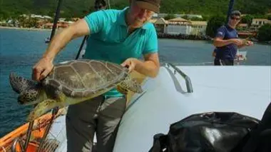 En Martinique, les tortues se cachent pour grandir