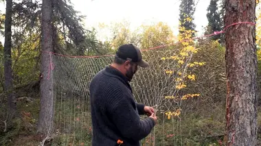 Un brochet après l'autre