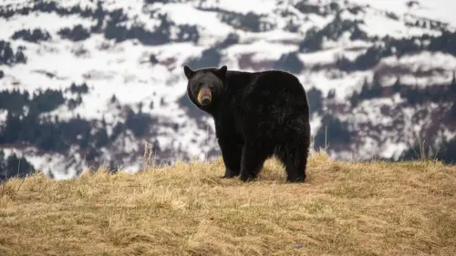 Alone : les survivants Spécial : avant le grand froid