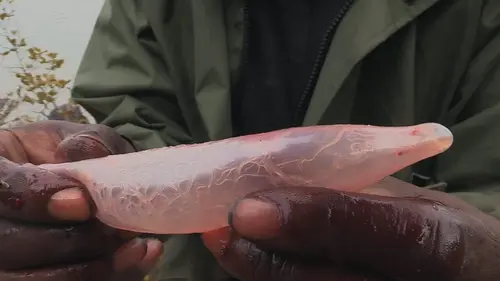 Alone : les survivants La veille du grand froid