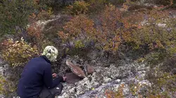 Alone : les survivants : Pour un million de dollars