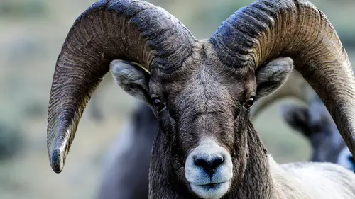 Casting Alpha, la quête du pouvoir Le Canada