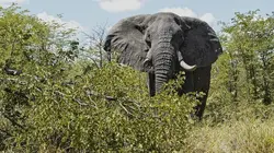 Sur Animaux à 20h38 : Alpha, la quête du pouvoir