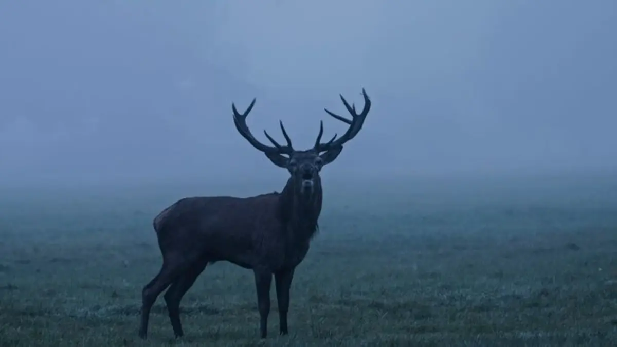 Casting Alpha, la quête du pouvoir L'Europe