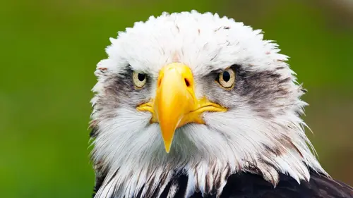 Épisodes de Alpha, la quête du pouvoir