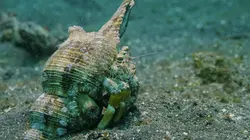 Alpha, la quête du pouvoir  L'Amérique du Sud