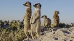 Alpha, la quête du pouvoir