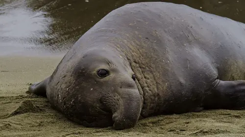 Casting Alpha, la quête du pouvoir La côte