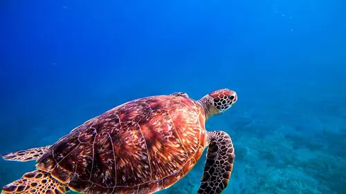 Alpha, la quête du pouvoir L'Asie du Sud-Est