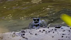 Alpha, la quête du pouvoir L'Afrique du Sud