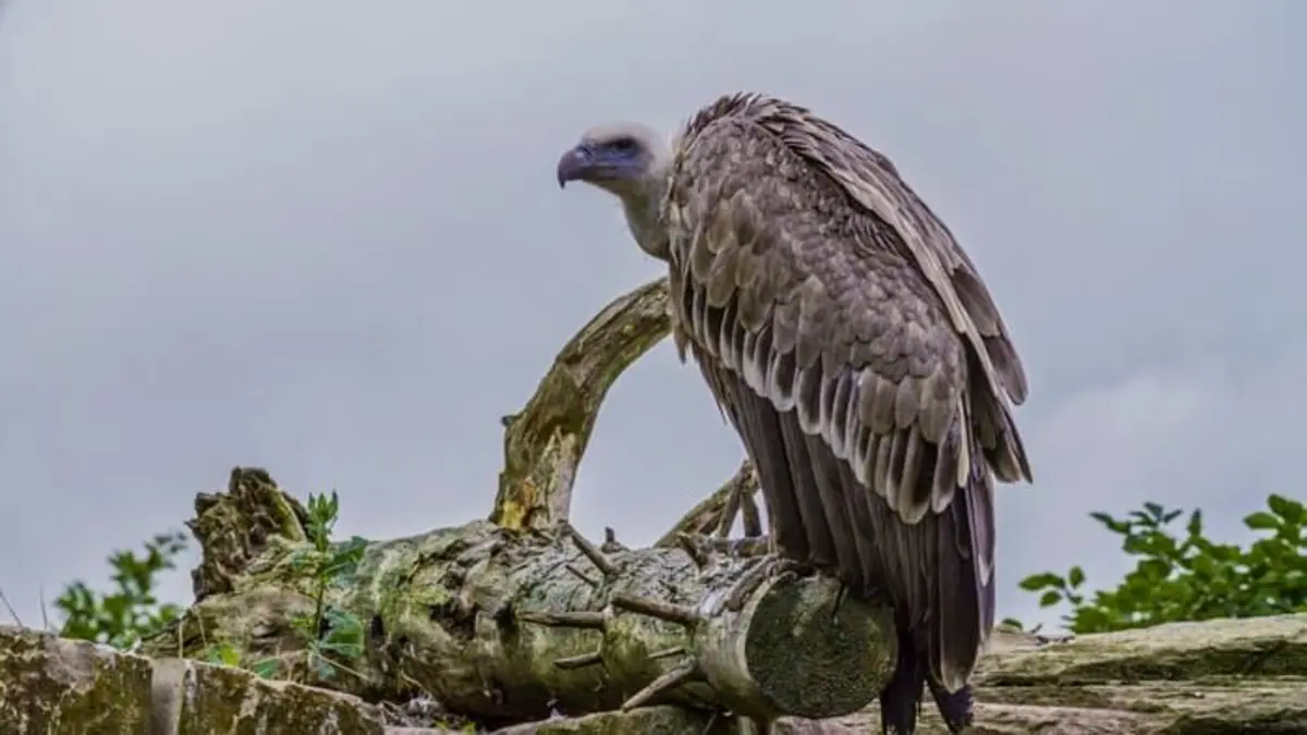 Alpha, la quête du pouvoir L'Afrique subsaharienne