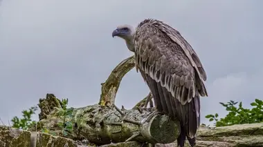L'Afrique subsaharienne