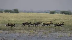 Alpha, la quête du pouvoir La savane