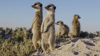 Alpha, la quête du pouvoir L'Afrique du Sud