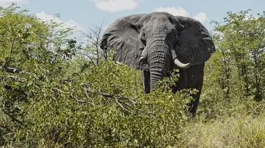 Alpha, la quête du pouvoir La savane